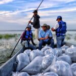 Inicia ‘Plan + Pescao’ con repoblamiento masivo de bocachico en el Atlántico